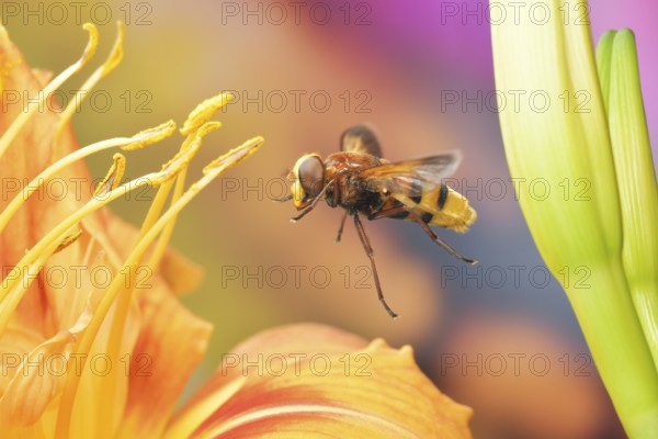 Hornet hoverfly (Volucella zonaria) in flight on the flower of an Orange day-lily (Hemerocallis fulva)