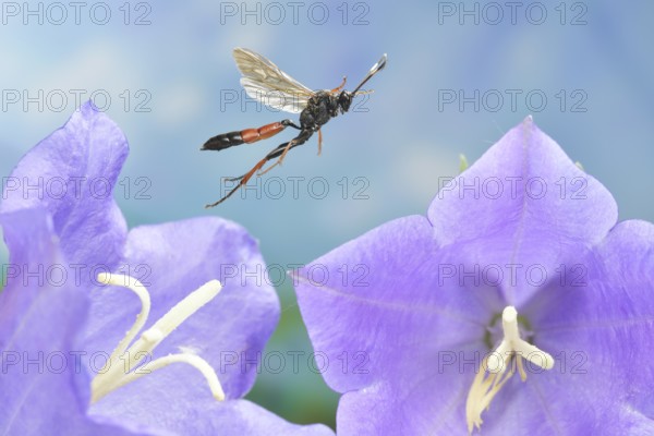 Ichneumon sramentarius in flight on a flower of the Peach-leaved bellflower (Campanula persicifolia)