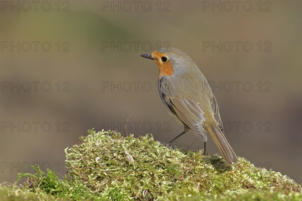 Robin (Erithacus rubecula), on mossy ground in the garden, Wilnsdorf, North Rhine-Westphalia, Germany