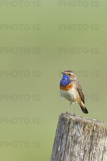 Bluethroat (Luscinia svecica cyanecula), male, on a pasture fence post, wildlife, Lembruch, Ochsen Moor, Dümmer nature park Park, Lower Saxony, Germany