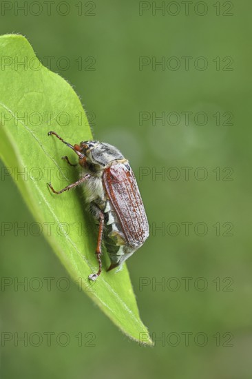 May beetle, wood cockchafer (Melolontha hippocastani), female, on a leaf, close-up, Wilnsdorf, North Rhine-Westphalia, Germany