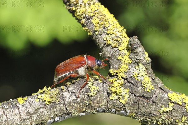 May beetle, wood cockchafer (Melolontha hippocastani), female, on a branch covered with lichen, close-up, Wilnsdorf, North Rhine-Westphalia, Germany