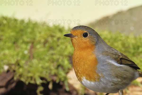 Robin (Erithacus rubecula), on mossy ground, animal portrait, close-up, Wilnsdorf, North Rhine-Westphalia, Germany