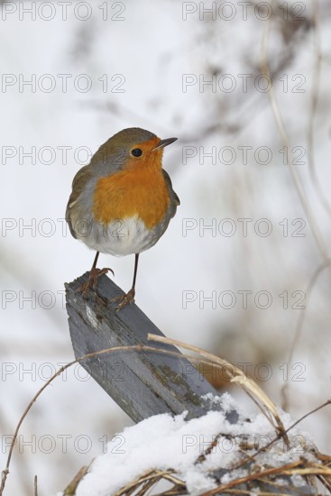 Robin (Erithacus rubecula), in winter on a fence post in the garden, Wilnsdorf, North Rhine-Westphalia, Germany