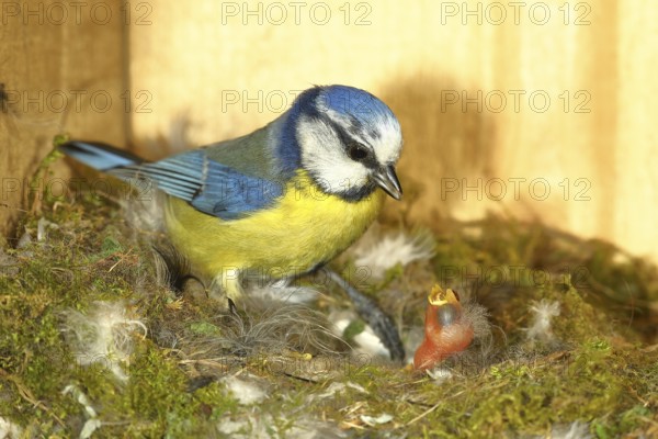Blue tit (Cyanistes caeruleus) feeding the young in the nest, Wilnsdorf, North Rhine-Westphalia, Germany