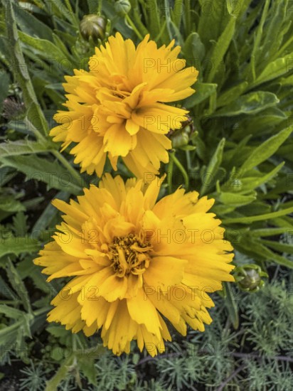 Flowering Girl's eye (Coreopsis Early Sunrise), closeup, in Ystad, Skåne County, Sweden, Scandinavia
