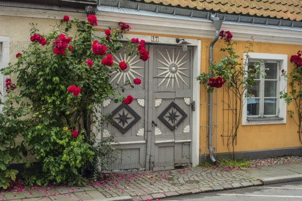 Roses at a gate in an old house facing the street in Ystad, Skåne County, Sweden, Scandinavia