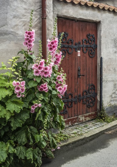 Hollyhocks (Alcea rosea) at a gate in an old house facing the street in Ystad, Skåne County, Sweden, Scandinavia