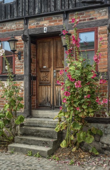 Hollyhocks (Alcea rosea) at a gate in a half-timbered house facing the street in Ystad, Skåne County, Sweden, Scandinavia