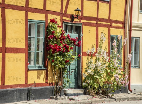Hollyhocks (Alcea rosea) at a gate in a half-timbered house facing the street in Ystad, Skåne County, Sweden, Scandinavia