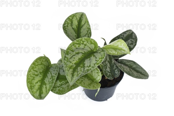 Exotic 'Scindapsus Pictus Exotica' or 'Satin Pothos' houseplant with velvet texture and silver spot pattern in black flower pot on white background