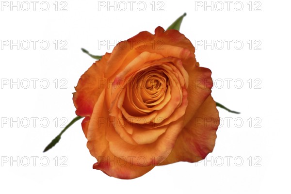 Single orange rose flower head on white background