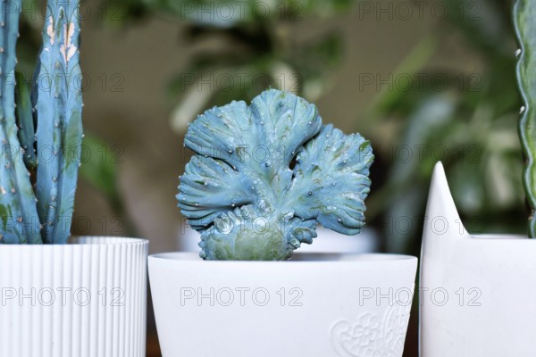 Close up of small shrubby 'Myrtillocactus Geometrizans f. Cristata' cactus with candelabra-like branching in flower pot