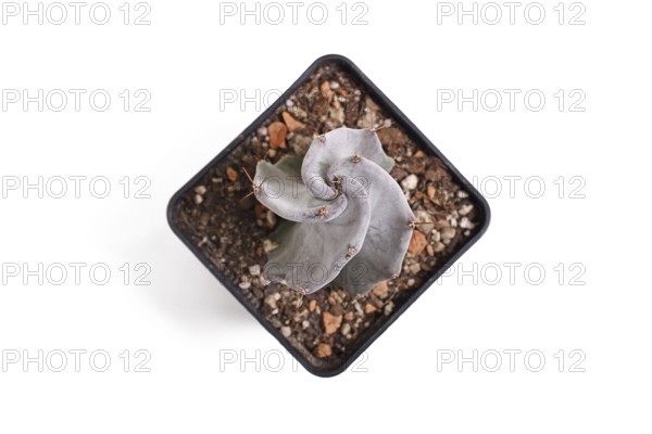 Top view of 'Stenocereus Pruinosus cactus houseplant in flower pot on white background