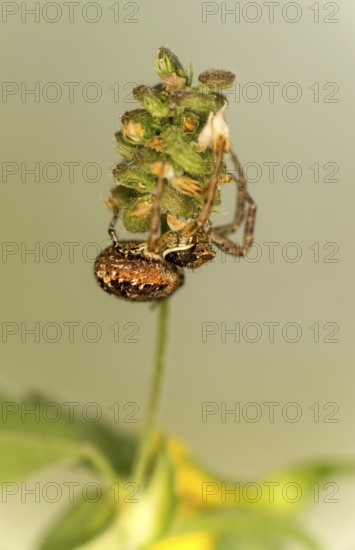 Bark crab spider (Ozyptila praticola), Valais, Switzerland