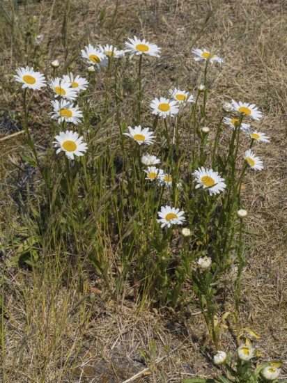 Meadow daisy (Leucanthemum vulgare), Sankt Peter Ording, Eiderstedt, North Frisia, North Sea, Schleswig-Holstein, Germany