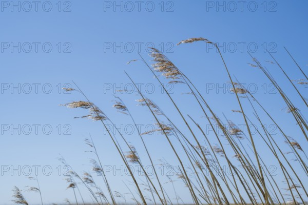Reed grass in front of a blue sky, Sankt Peter Ording, Eiderstedt, North Frisia, North Sea, Schleswig-Holstein, Germany