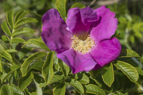 Potato rose (Rosa rugosa), wild rose, Sankt Peter Ording, Eiderstedt, North Frisia, North Sea, Schleswig-Holstein, Germany