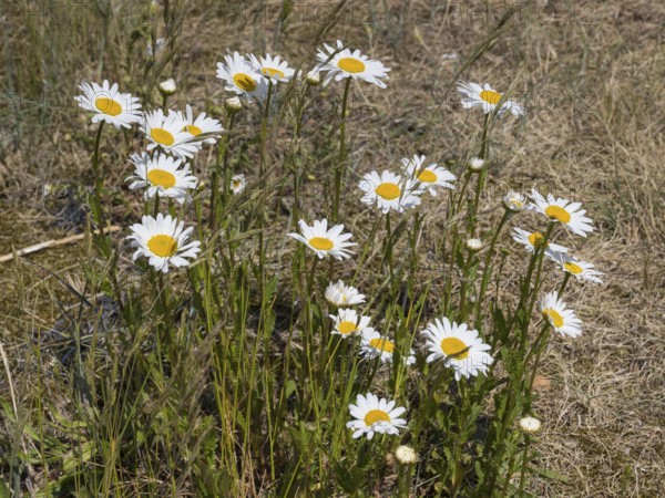 Meadow daisy (Leucanthemum vulgare), Sankt Peter Ording, Eiderstedt, North Frisia, North Sea, Schleswig-Holstein, Germany