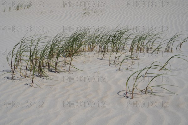 Grasses on the sandy beach, Sankt Peter Ording, Eiderstedt, North Frisia, North Sea, Schleswig-Holstein, Germany