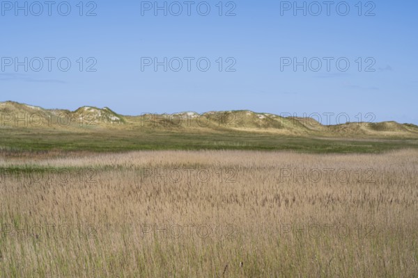 Dune landscape, grasses, Sankt Peter Ording, Eiderstedt, North Frisia, North Sea, Schleswig-Holstein, Germany
