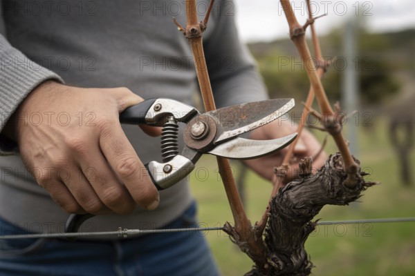 Close-up of hand using secateurs to cut grapevine. Symbol of vineyard care, pruning, and traditional winemaking practices. Generative ai, AI generated