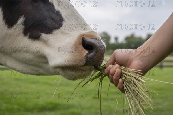 Close-up of human hand feeding cow with green grass. Symbol of animal care, connection to farming, and sustainable agriculture. Generative ai, AI generated