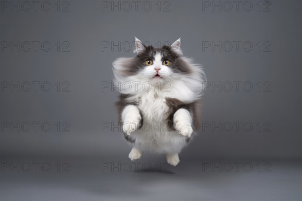 Fluffy cat mid-air jumping straight toward camera on gray studio background. Concept of playful energy and agility. Generative ai, AI generated