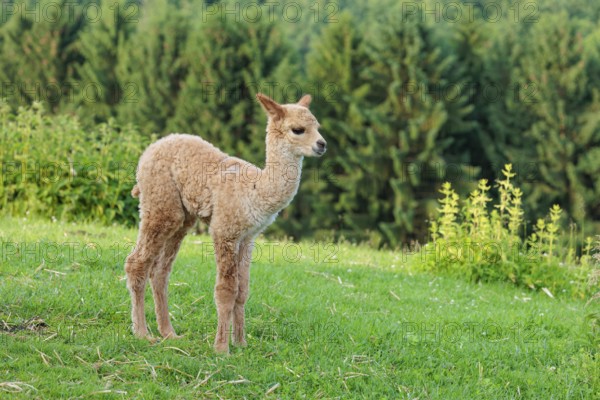 A newly born white alpaca (Vicugna pacos) stands in a green meadow on a sunny day. A green forest can be seen in the background