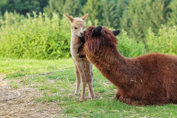 A freshly born white alpaca (Vicugna pacos) stands in front of its brown mother and sniffer on her snout (kisses her)