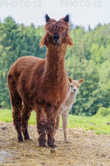 A freshly born white alpaca (Vicugna pacos) stands next to its brown mother on straw in hilly terrain