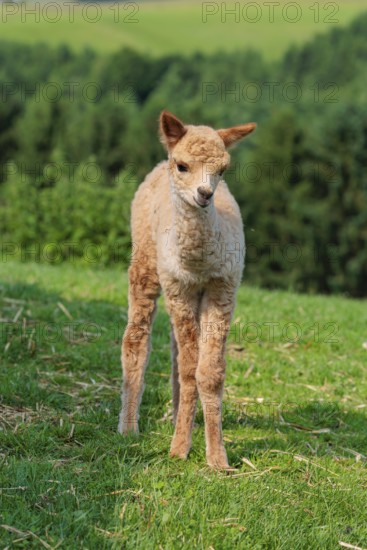 A newly born white alpaca (Vicugna pacos) stands in a green meadow on a sunny day. A green forest can be seen in the background