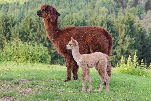 A freshly born white alpaca (Vicugna pacos) stands next to its brown mother on a green meadow on hilly terrain