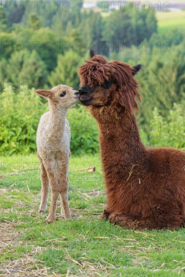 A freshly born white alpaca (Vicugna pacos) stands in front of its brown mother and sniffer on her snout (kisses her)