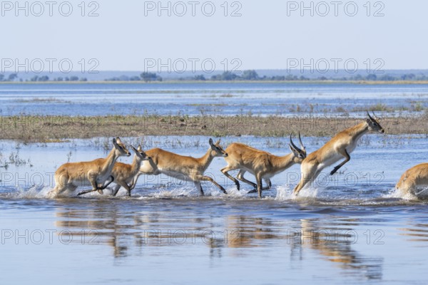 Lechwe (Kobus leche) gracefully leaps through shimmering blue waters in Chobe National Park, Botswanas vibrant wilderness. Botswana