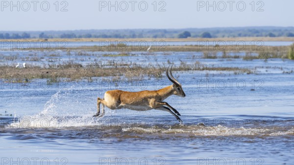 Lechwe (Kobus leche) male gracefully leaps through blue waters in Chobe National Park, Botswanas vibrant wilderness. Botswana