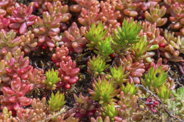 Reflexed stonecrop, Jenny's stonecrop, blue stonecrop, prick-madam, trip-madam (Petrosedum rupestre, Sedum rupestre) succulent flowering plant