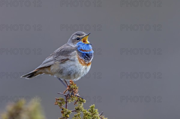 Red-spotted bluethroat (Luscinia svecica svecica) male singing from shrub on the tundra in spring, Sweden, Scandinavia
