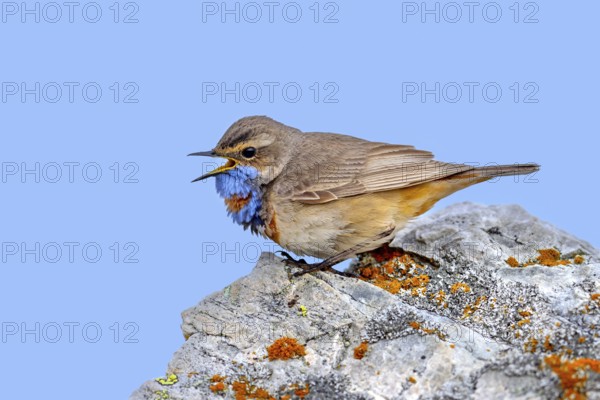 Red-spotted bluethroat (Luscinia svecica svecica) male calling from rock on the tundra in spring, Sweden, Scandinavia