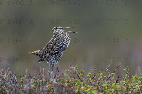 Great snipe (Gallinago media) male calling during courtship display at lek at dusk on tundra breeding ground in spring (June), Sweden, Scandinavia