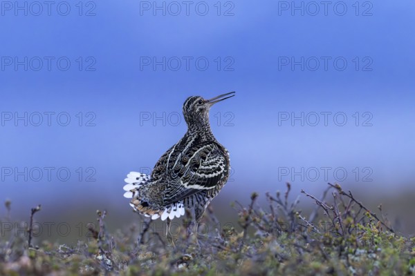 Great snipe (Gallinago media) male displaying at lek at dusk on tundra breeding ground in spring (June), Sweden, Scandinavia