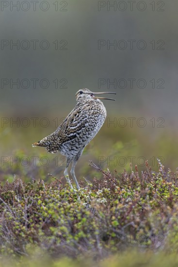 Great snipe (Gallinago media) male calling during courtship display at lek at dusk on tundra breeding ground in spring (June), Sweden, Scandinavia