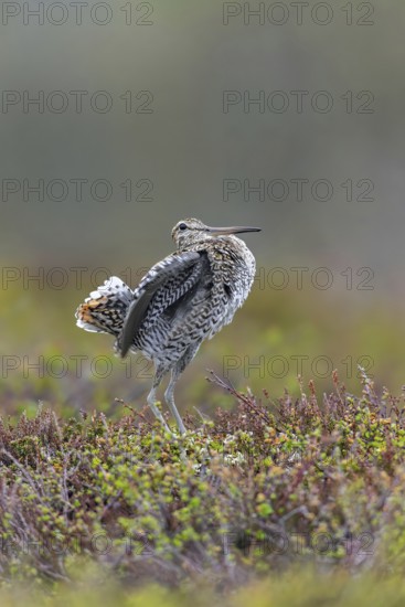 Great snipe (Gallinago media) male flapping wings during courtship display at lek at dusk on tundra breeding ground in spring, Sweden, Scandinavia