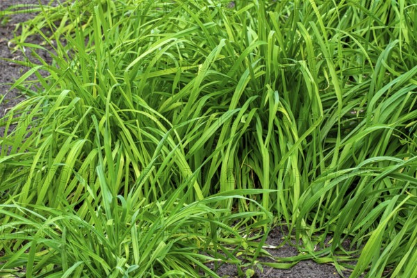 Secale multicaule Waldstauden, forest perennial rye, forest perennial grain, ancient rye, St. John's rye, German rye in field in spring