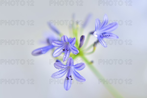 Close-up of the blossom of an ornamental lily or love flower (Agapanthus), Germany