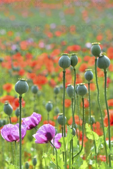 Flowering field with poppies (Papaver) and seed capsules of the poppy flowers in the foreground, Bavaria, Germany