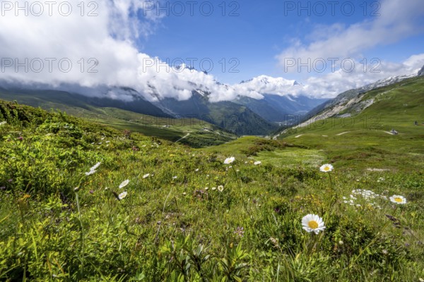 Flower meadow and mountain panorama with cloudy glaciated mountain peaks, view of Aiguille du Midi and Mont Blanc, Col de Balme, Chamonix, Haute-Savoie, France