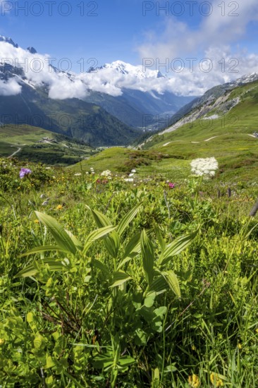 Flower meadow and mountain panorama with cloudy glaciated mountain peaks, view of Aiguille du Midi and Mont Blanc, Col de Balme, Chamonix, Haute-Savoie, France