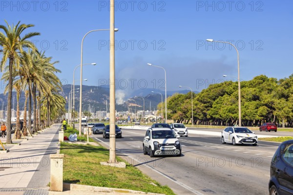 Car traffic on a city street lined with palm trees by the sidewalk a sunny summer day with the mountains in the background, Palma de Mallorca, Mallorca, Spain