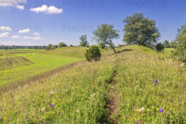 Path on ridge with flowering wildflowers a beautiful sunny summer day in the countryside, Sweden